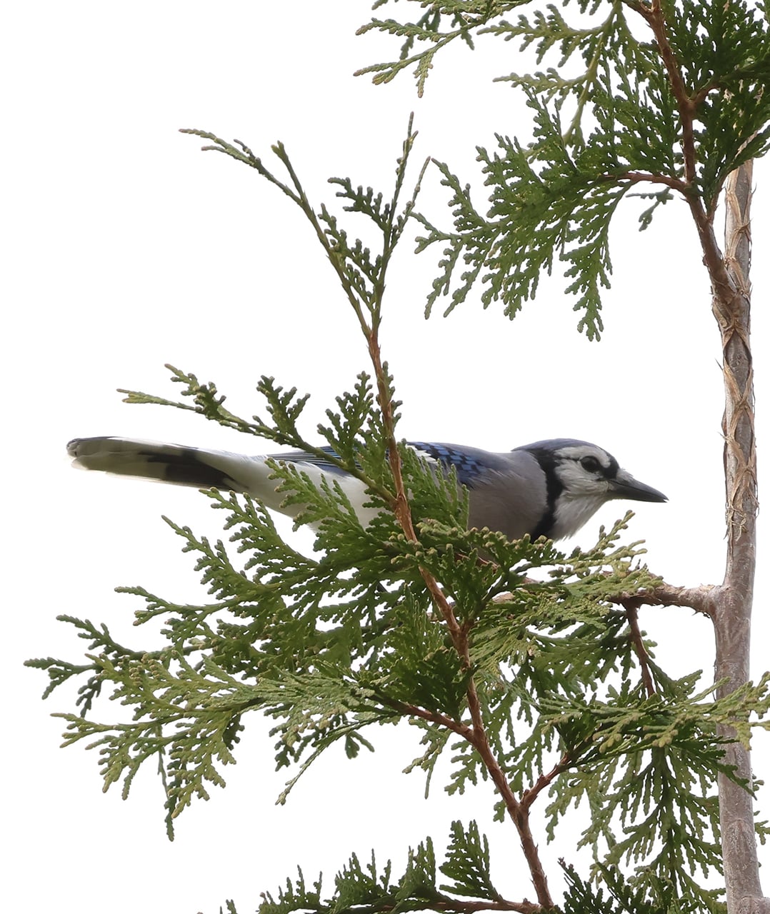 Blue Jay on a Tree Branch