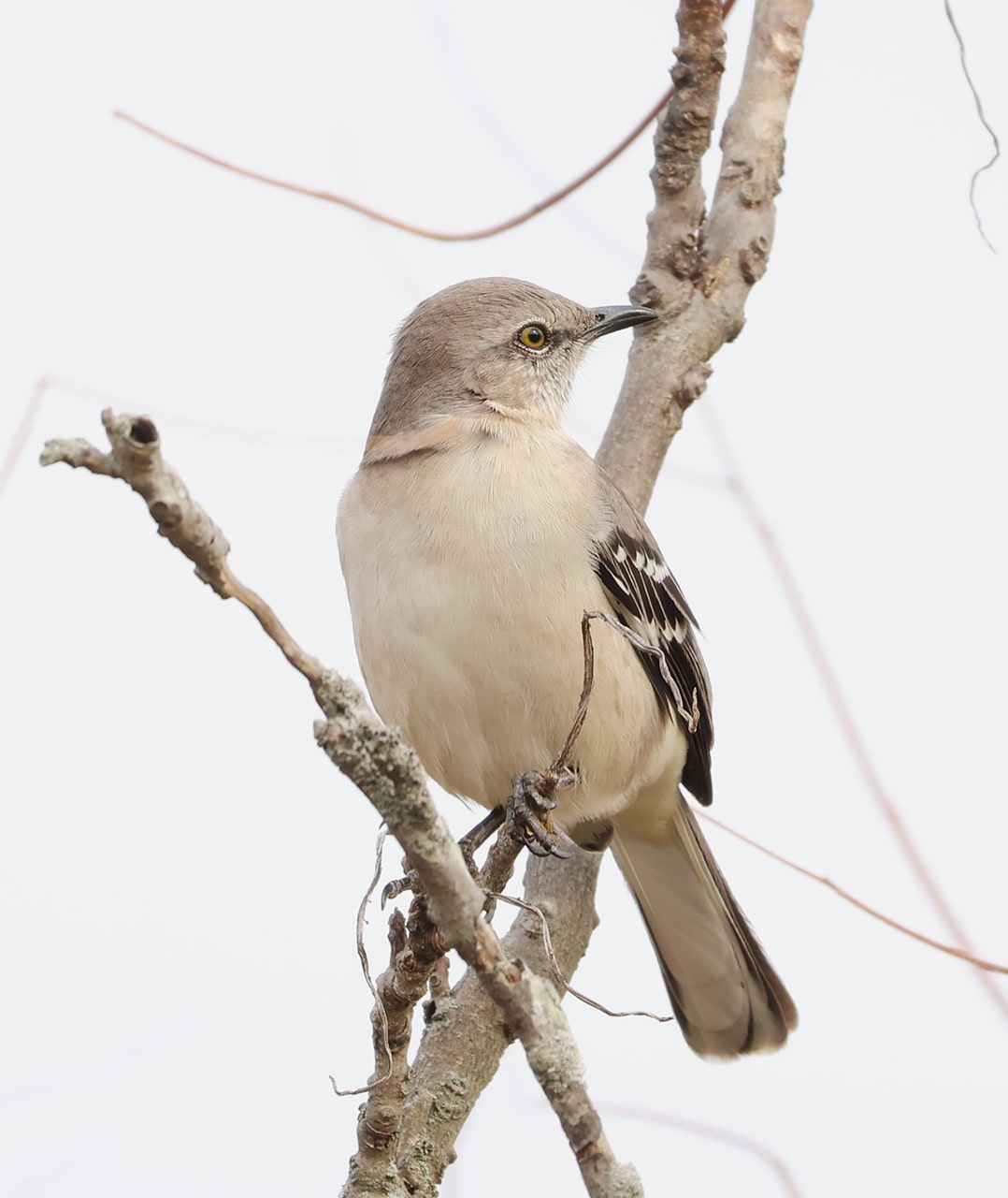 Northern Mockingbird on a Branch