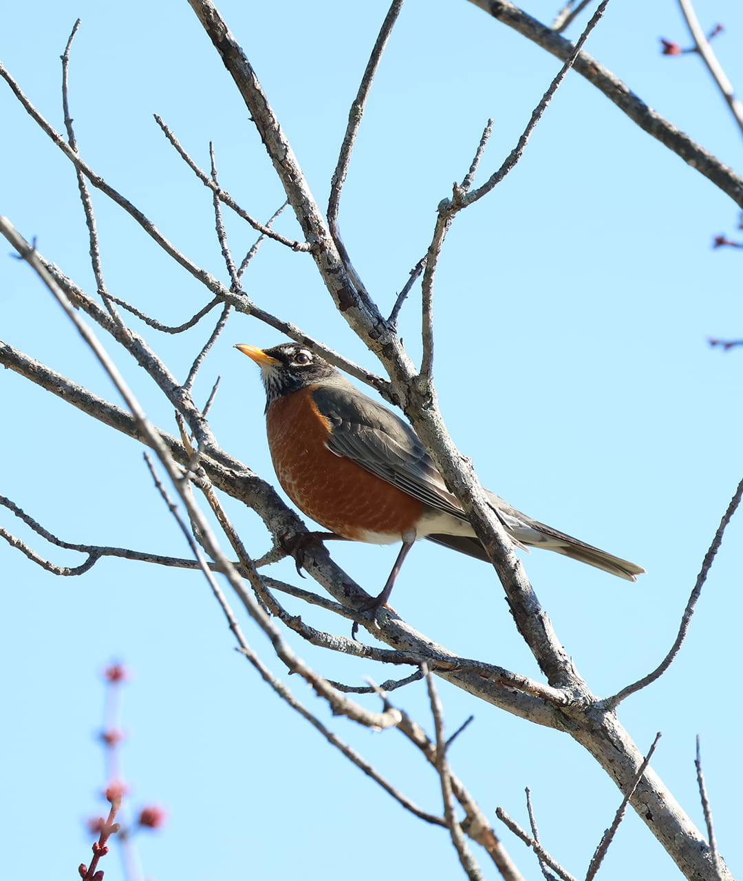 American Robin on a Tree Branch