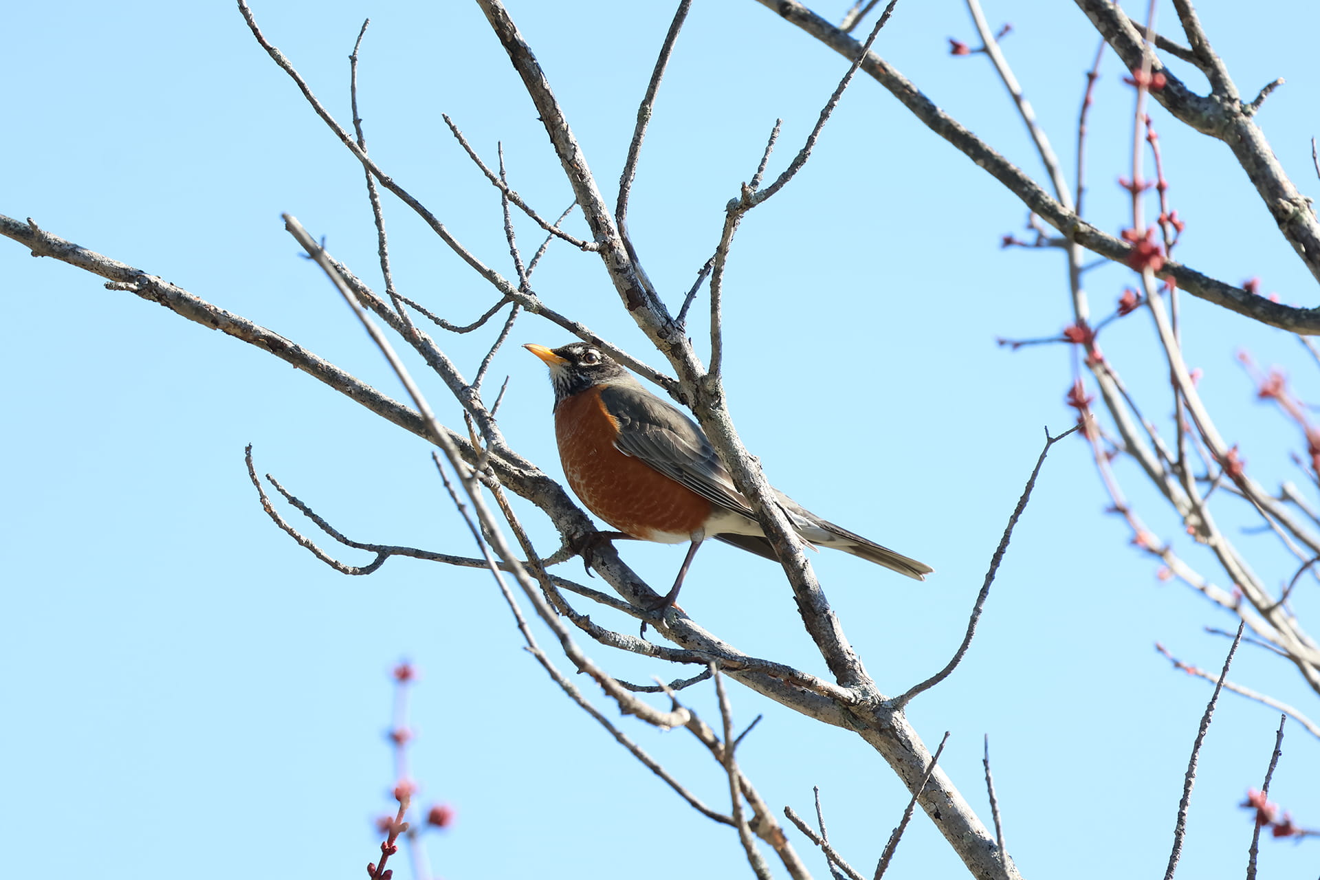 American Robin on a Tree Branch