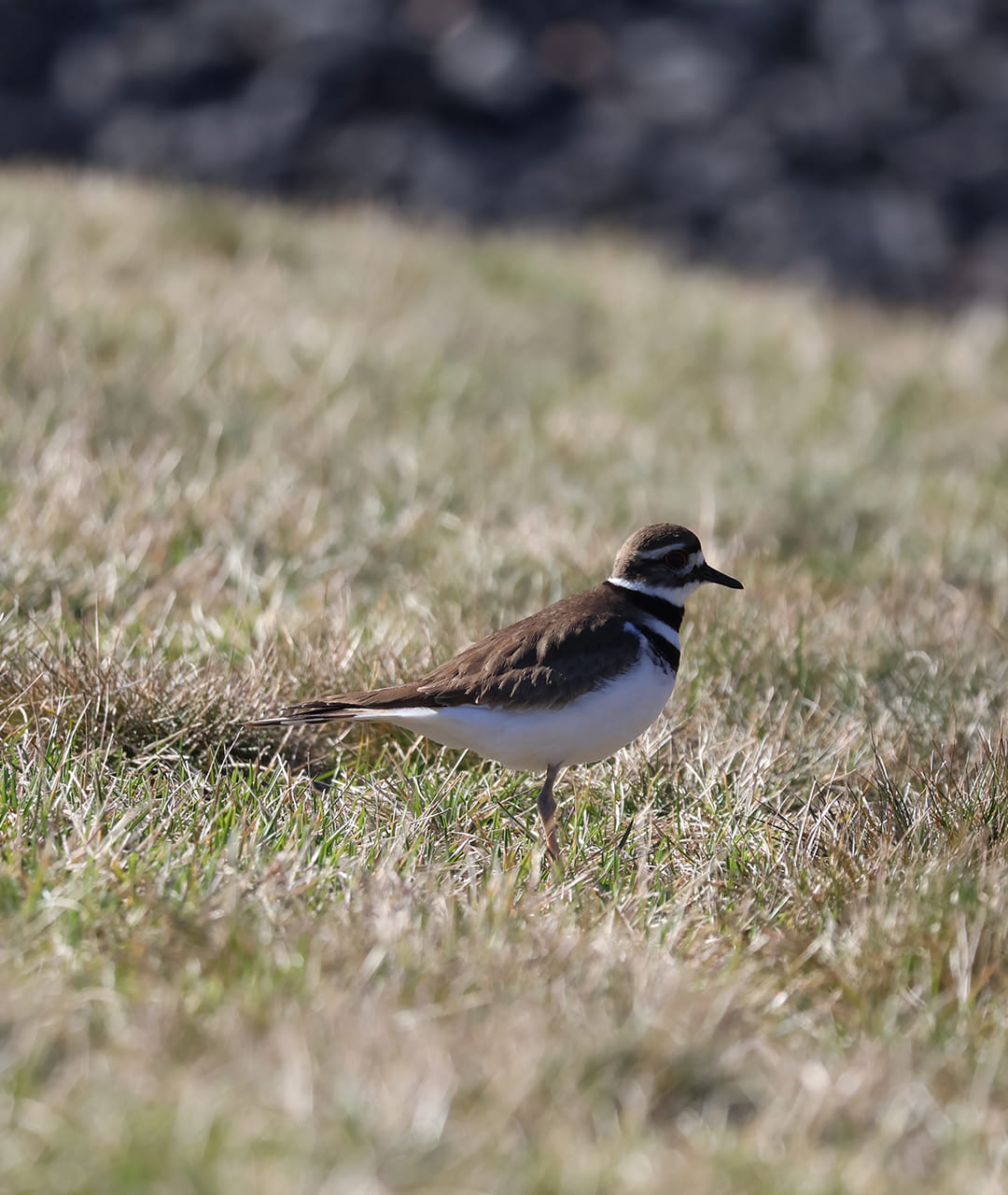 Killdeer on a Grassy Field