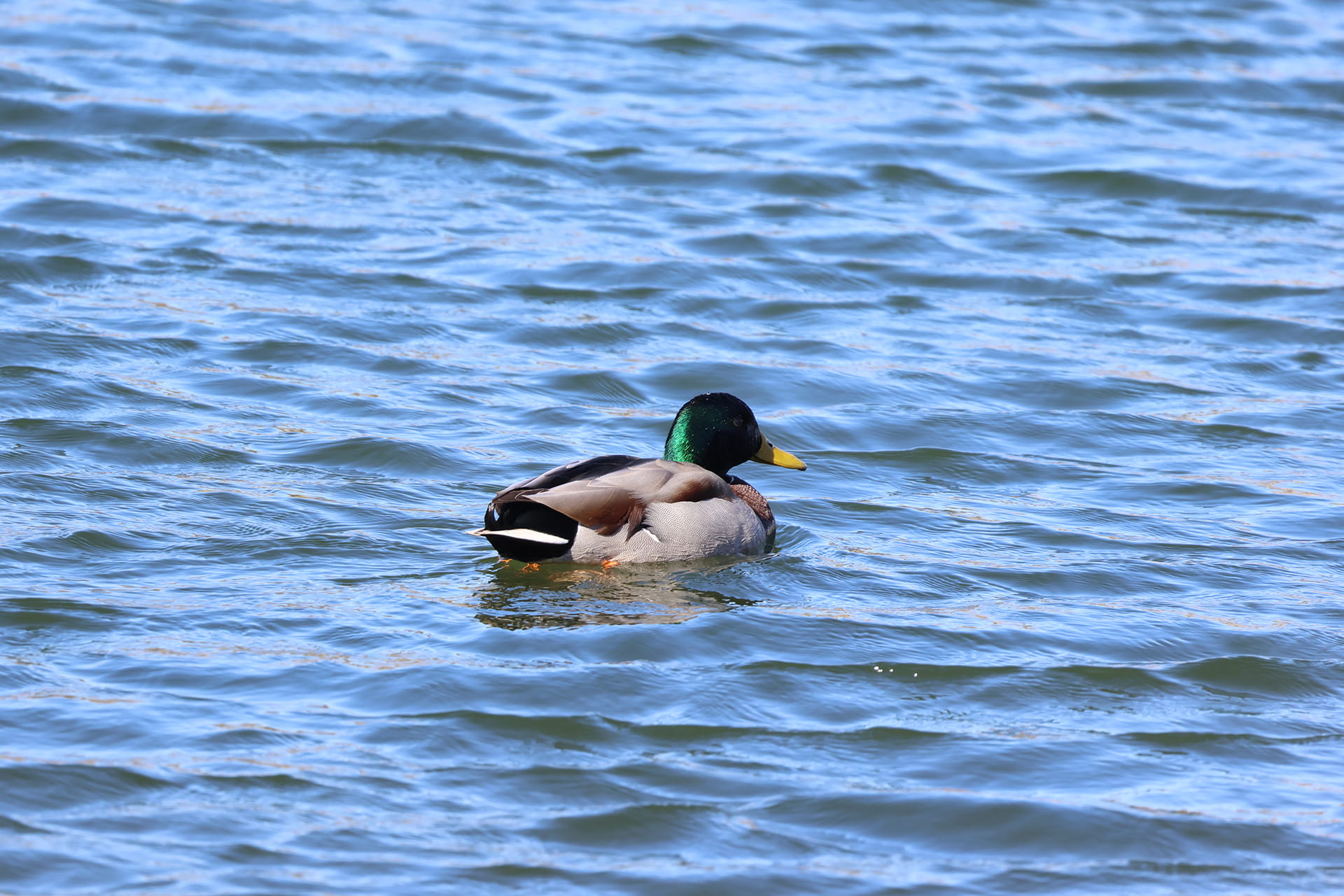 Mallard in the Water