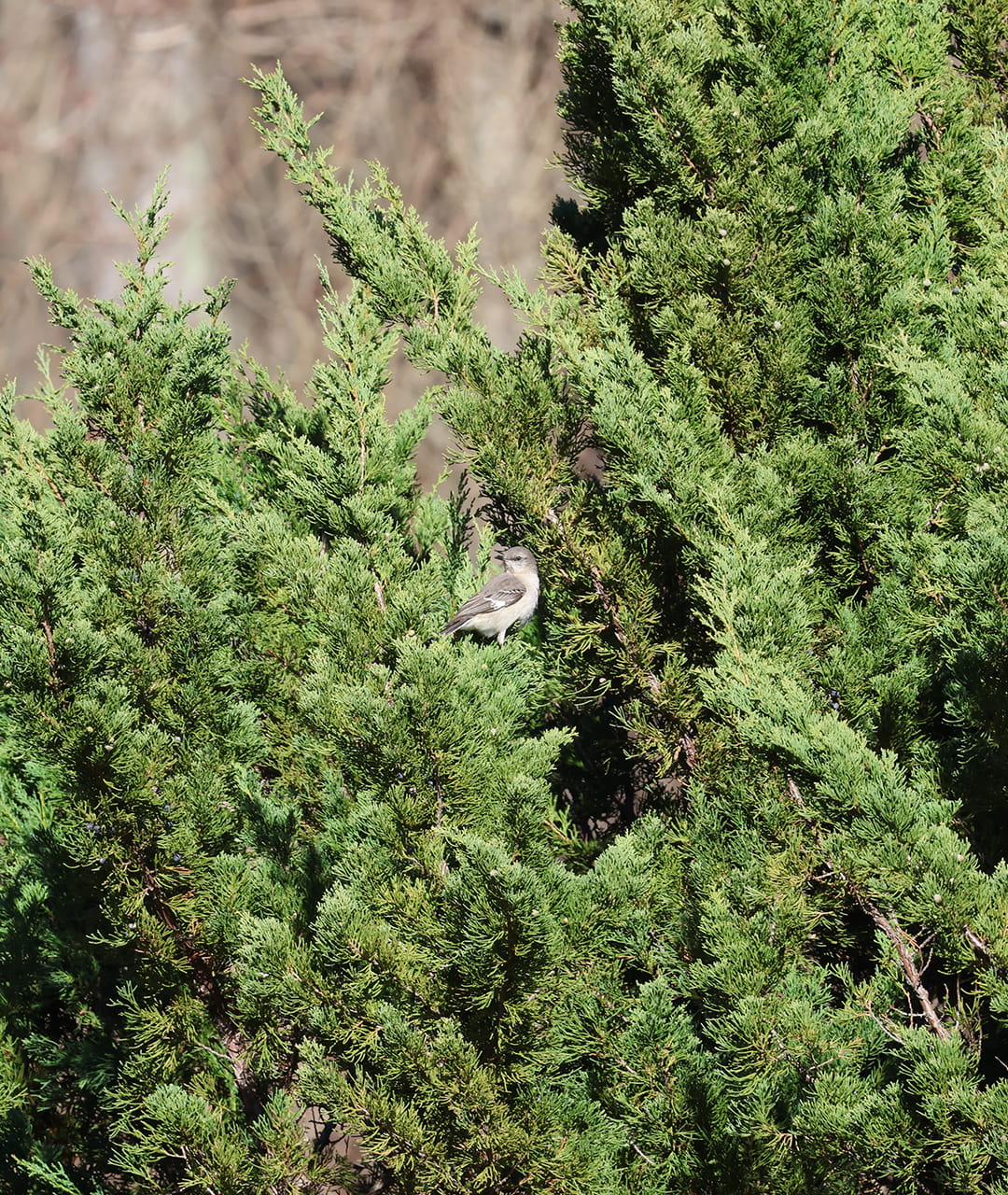 Northern Mockingbird in a Tree