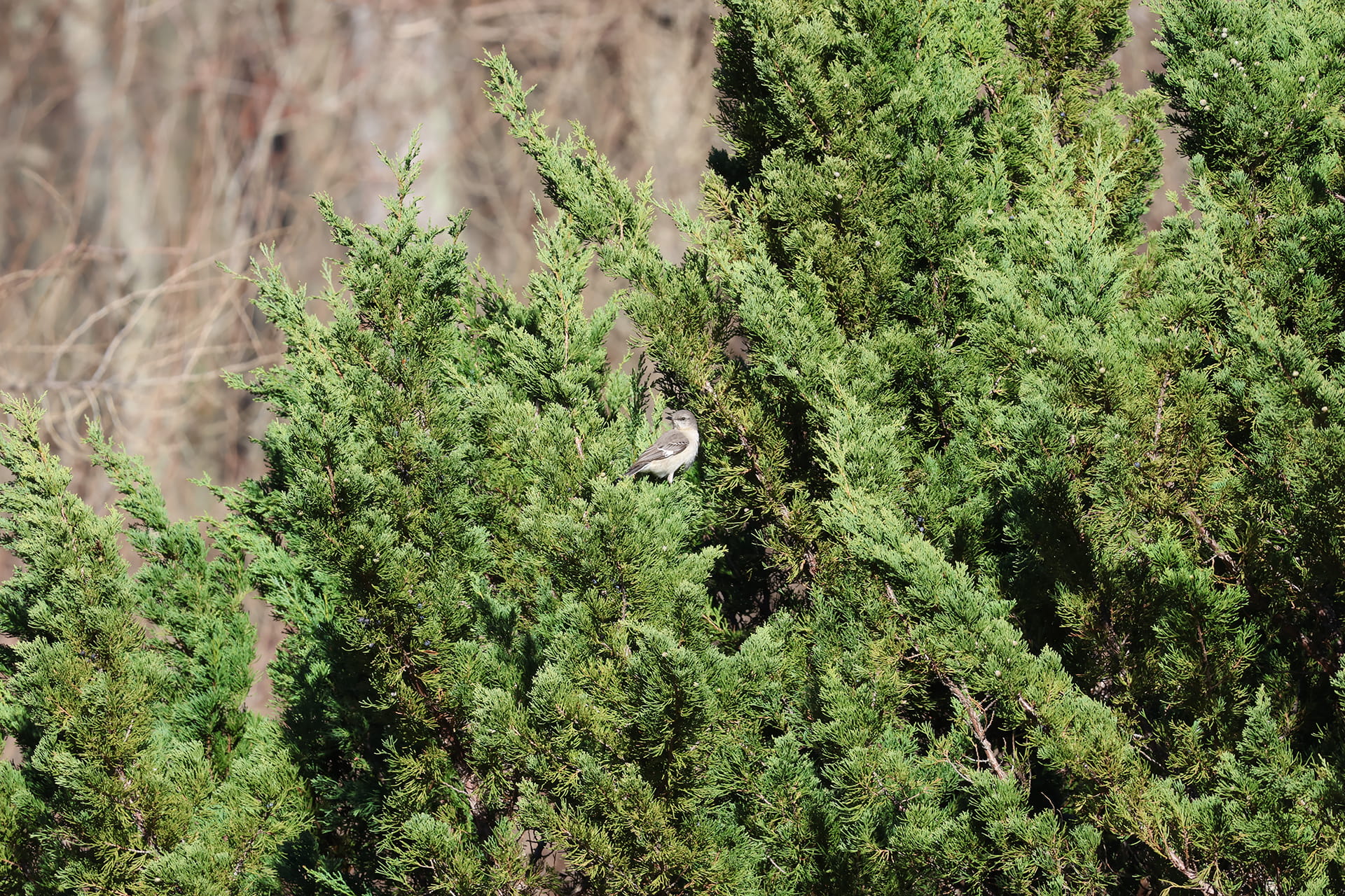 Northern Mockingbird in a Tree