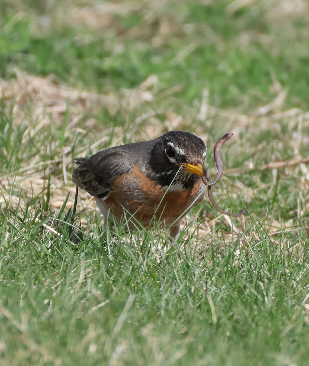 American Robin in a Grass Field with a Worm