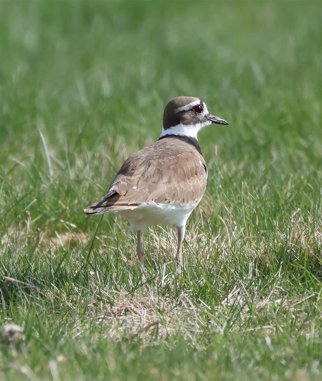 Killdeer Walking on Grass