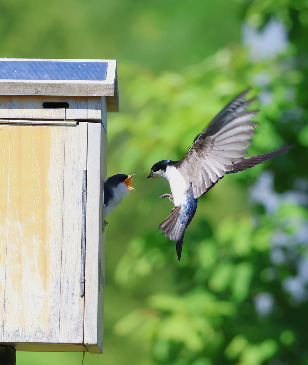Tree Swallow Entering a Bird House