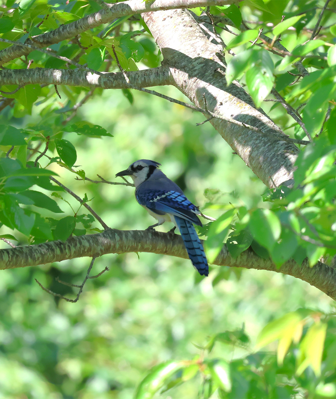Blue Jay on a Tree Branch