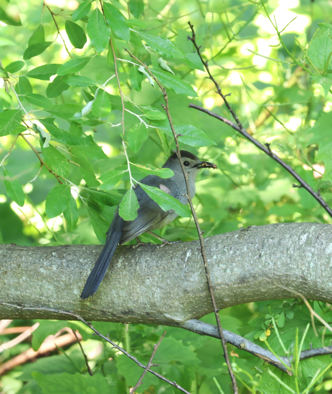 Gray Catbird on a Tree Branch