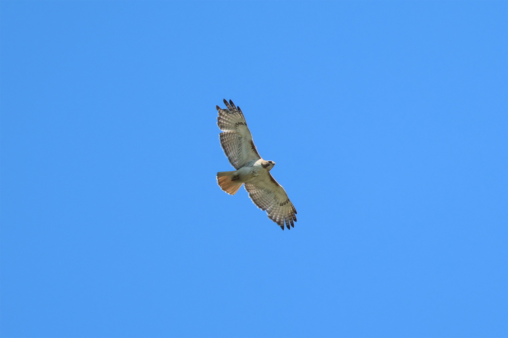 Red-tailed Hawk Flying