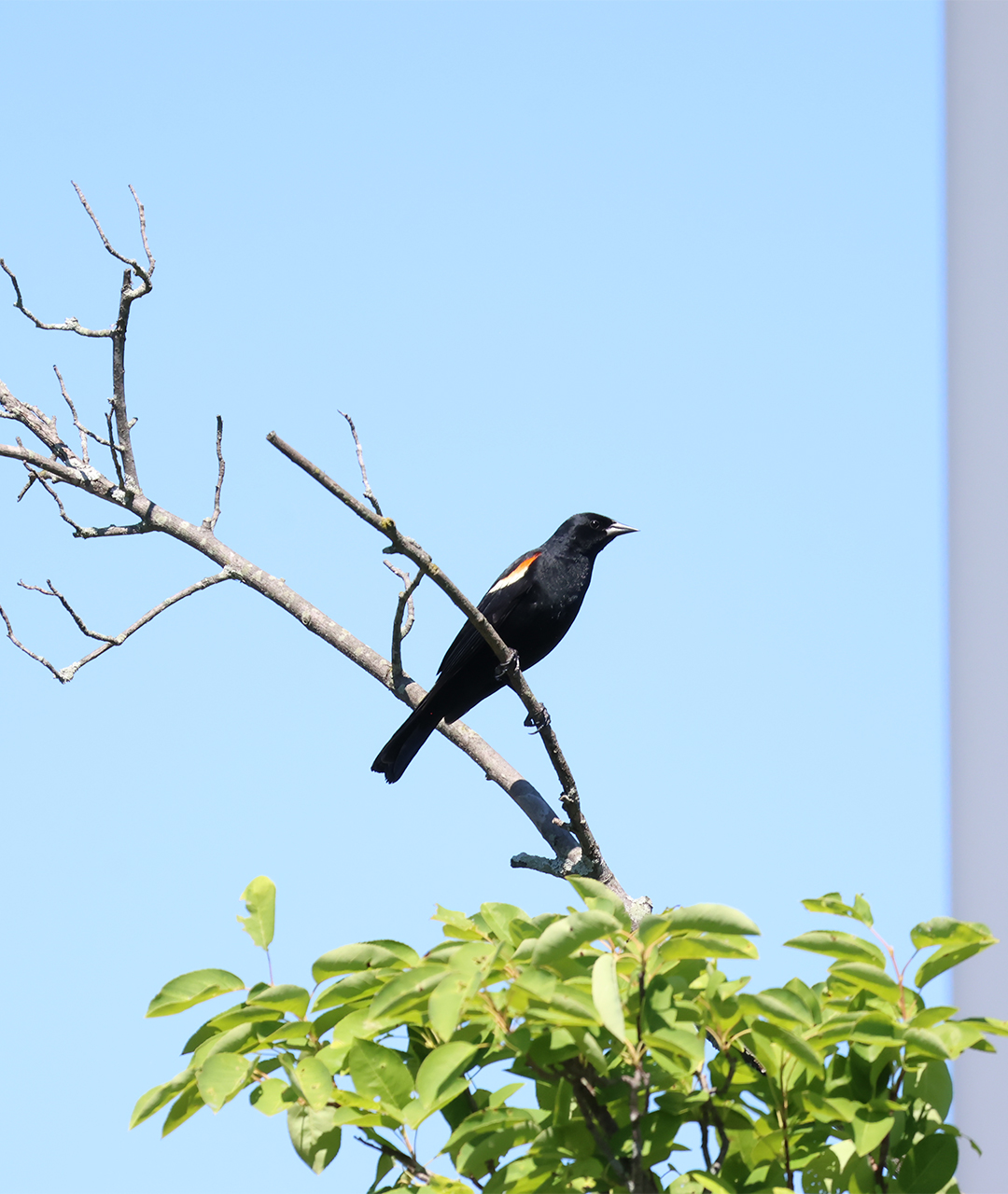 Red-winged Blackbird on a Branch