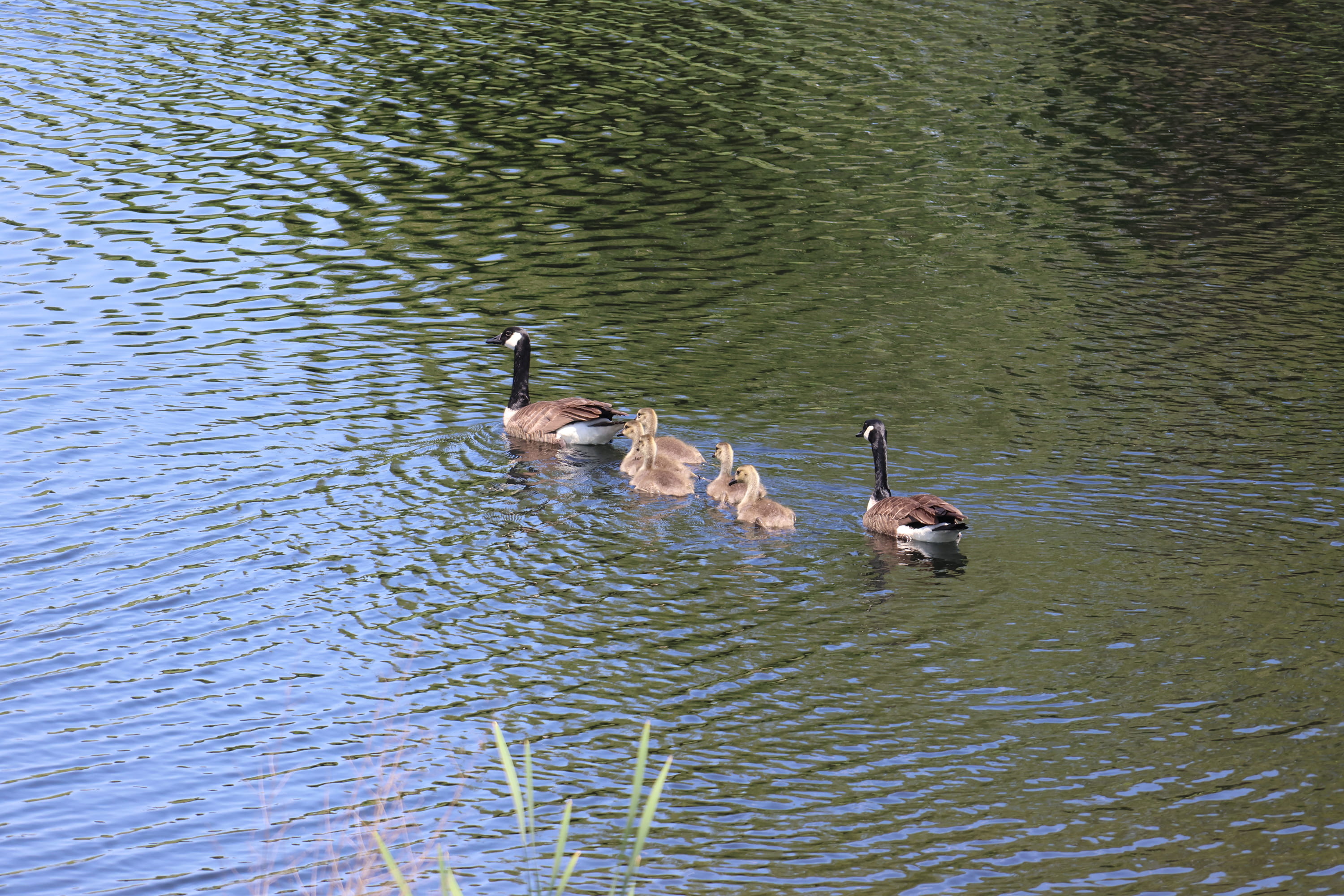 Family of Ducks