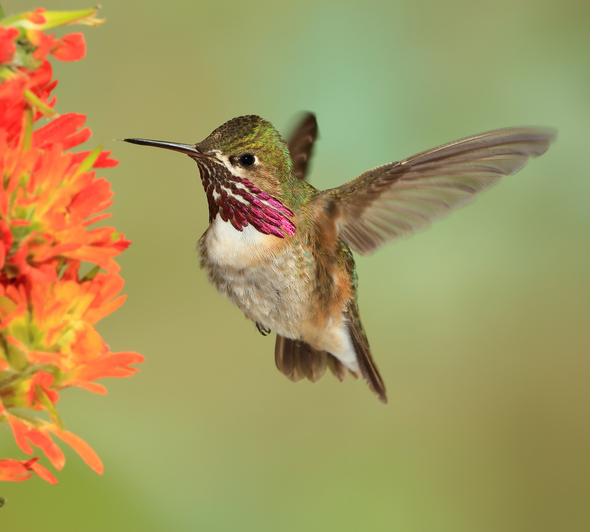 Canon Lenses for Wildlife Photography Canon U.S.A., Inc.