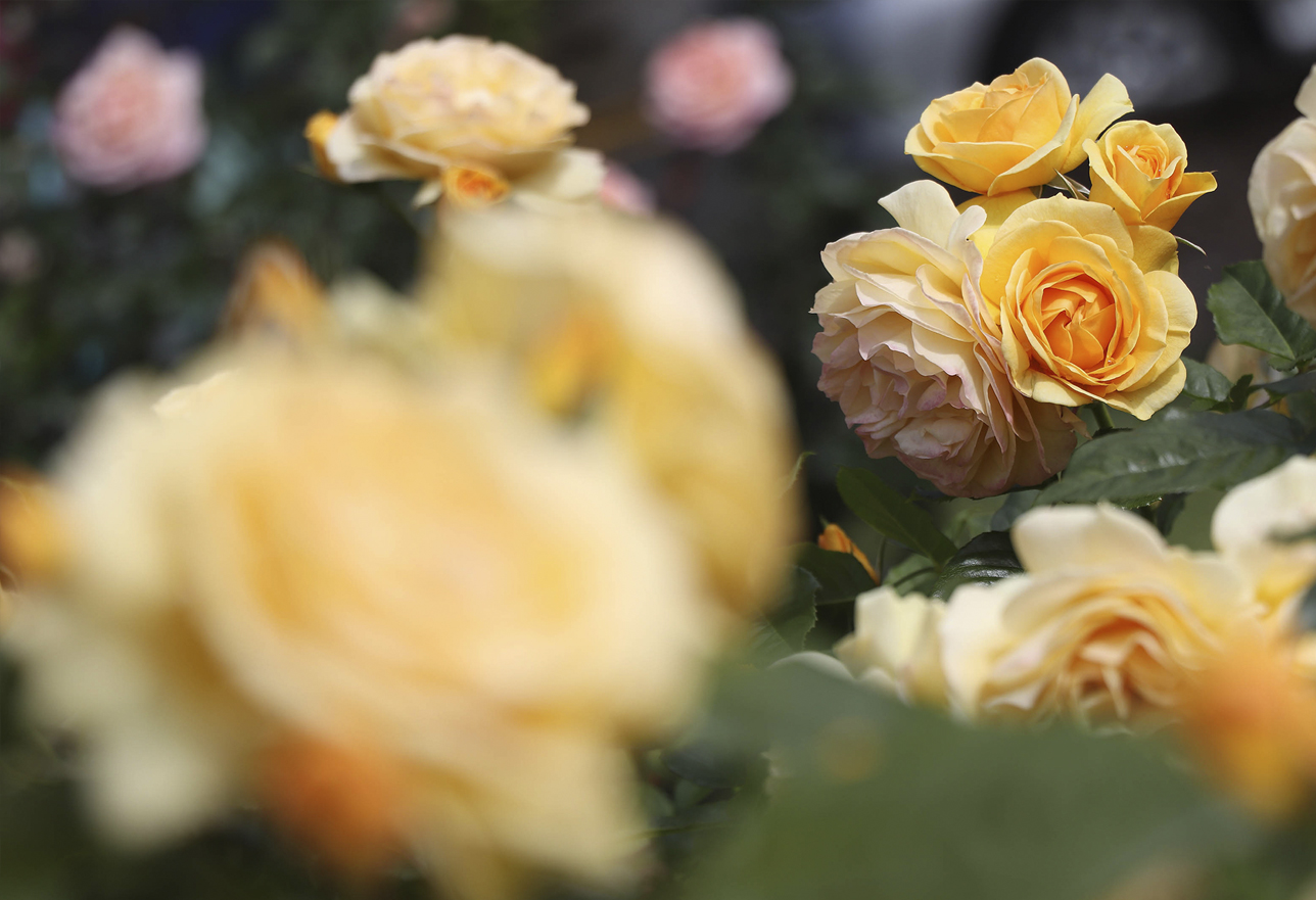 intro-to-dual-pixel-autofocus-1288x881